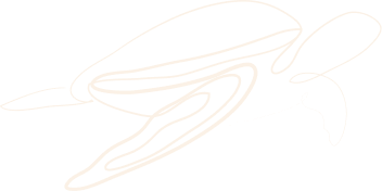 Line illustration of a sea turtle